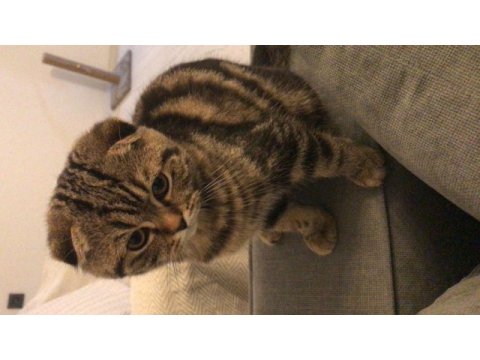 Scottish fold