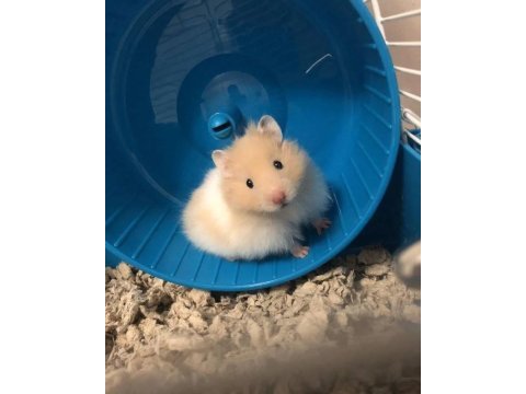 Hamster-gonzales yavrularımız heryere gönderim