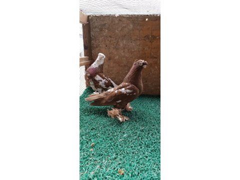 Özbek taklacı güvercini (çini renkleri)