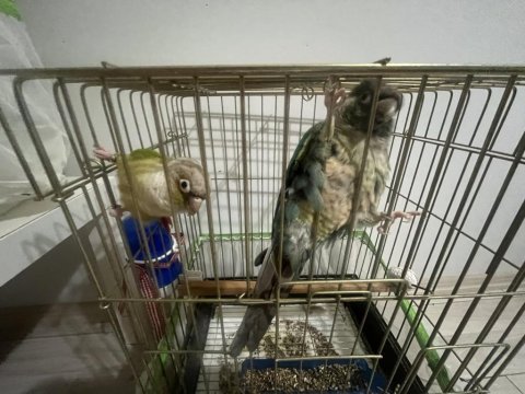 Konur papağanı çifti