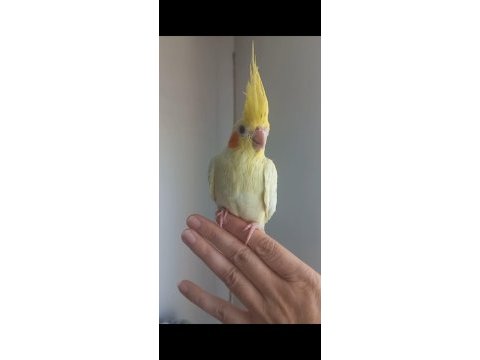 Full ele alışkın eğitimli ısırmaz lutino sultan yavrusu
