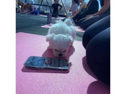 Kore morkie bebeklerim 1 kg