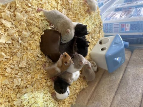 Suriye (syrian) hamster