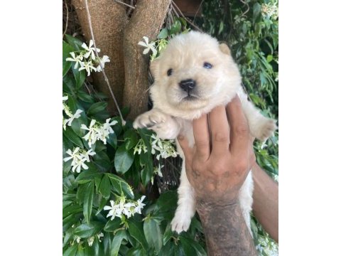 Ayıcık chow chow köpekler