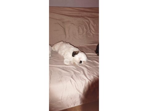 Safkan dişi shih tzu 2 aylık