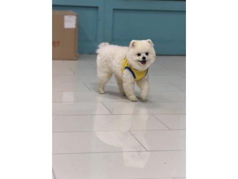 Teddy bear 9 aylık pomeranian