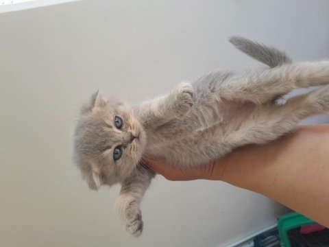 Scottish fold dişi