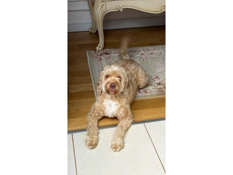 Maltipoo viski
