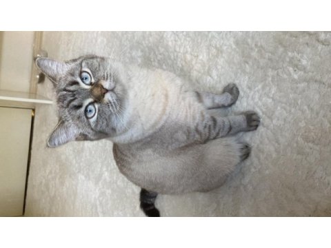 1 yaşında british blue point ücretsiz