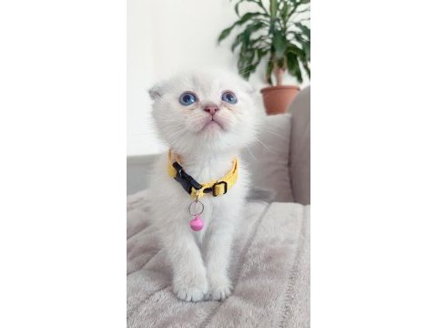 Dünya tatlısı scottish fold