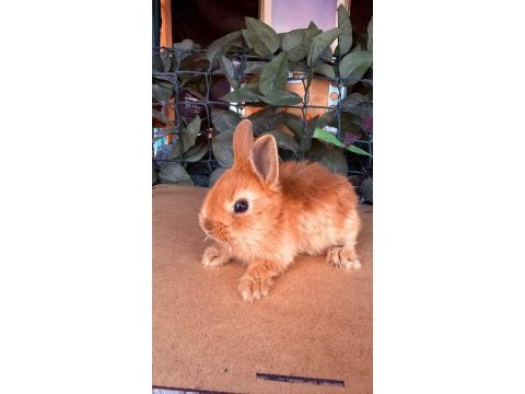 Hollanda lop ve cüce tavşanlar