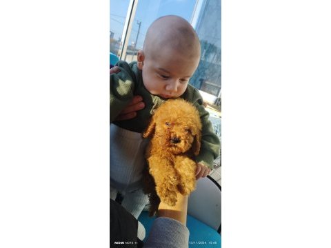 Yeni ev arkadaşınız poodle