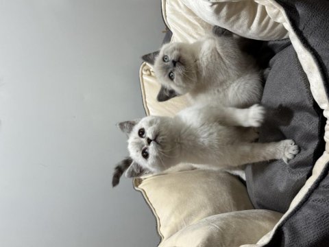 British shorthair yavrular