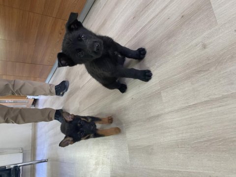 Saf kan anne ve baba alman kurdu yavruları