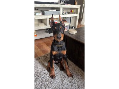 Estetikli a kalite show line doberman