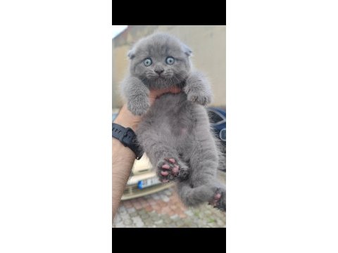 Scottish fold kedimiz için ulaşın