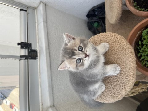 British shorthair