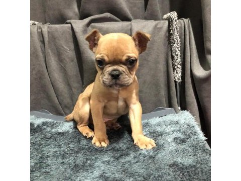 Fawn french bulldog yavrumuz