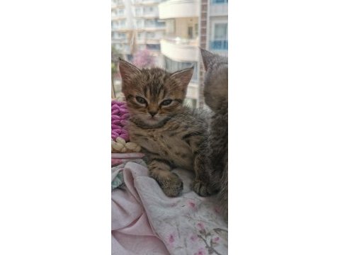 Merhaba anne british baba chinchilla yavruları var