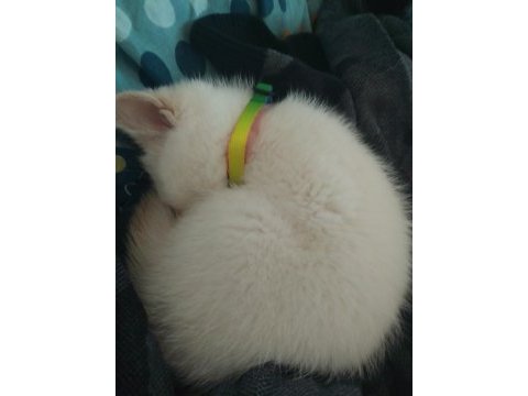 Red point erkek yavru kedim british shorthair
