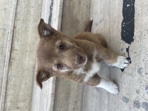 Rus finosu 2 aylık köpeğimiz
