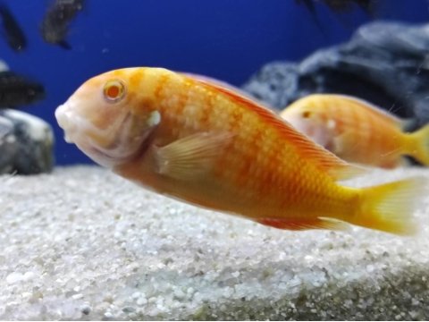 Tropheus albino chipmpi kolonisi