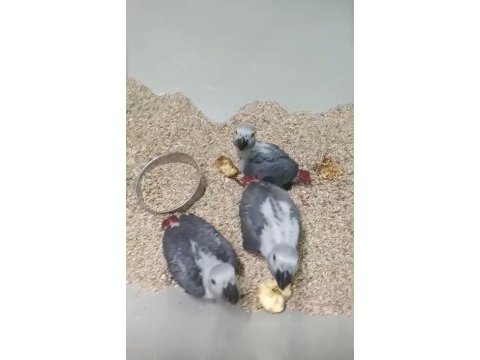 Orman bakanlığı belgeli yavru evcil jako papağanı