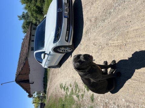 Koruma köpeği cane corso 10 aylık