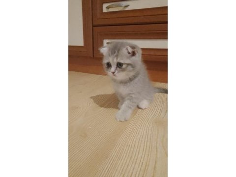 55 günlük dişi british shorthair