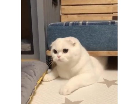 9 aylık kar beyaz scottish fold