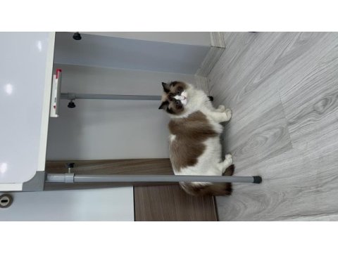 Şecereli ragdoll kızımız yeni yuvasını arıyor