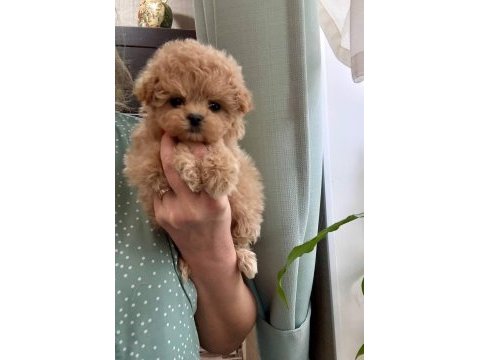 Kore maltipoo yavrular