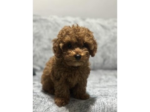Ev ortamında büyüyen toy poodle yavrularım