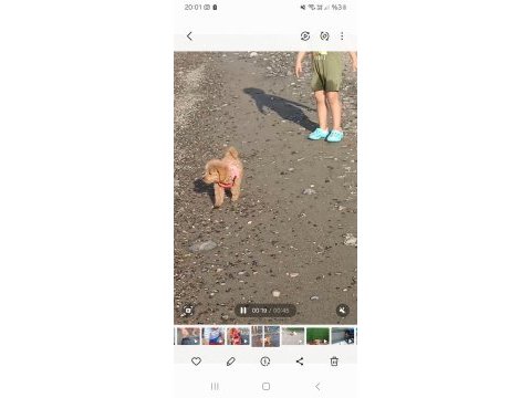2.5 aylık dişi wc eğitimli poodle