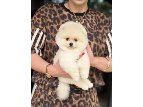 Ayı surat erkek pomeranian boo