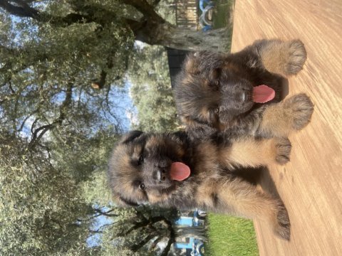 Üst düzey alman çoban köpeği yavrular