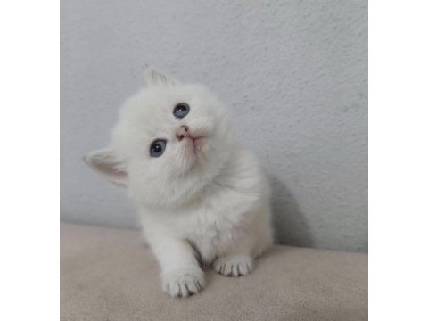 British shorthair kedisi