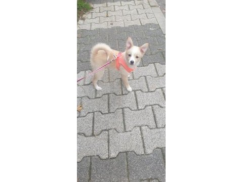 Minik spitz kızımız