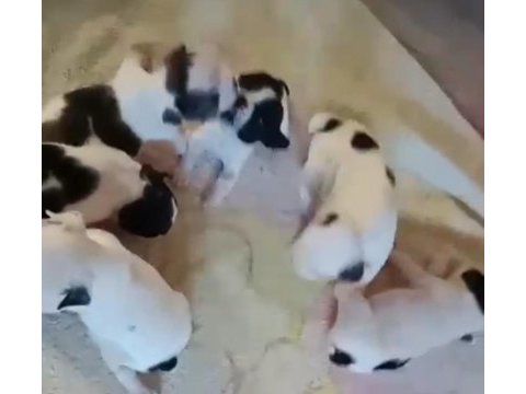 Kaliteli french bulldog yavrular