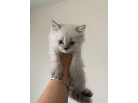 British longhair blue point 1.5 aylık