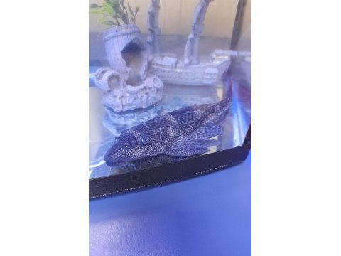 Dev leopar vatoz 24 cm sağlıklı