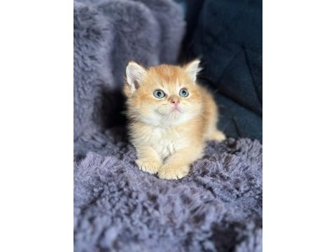 A kalite british shorthair golden yavrular