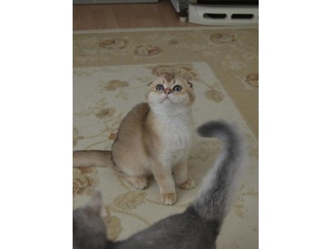 Golden scottish fold erkek yavru