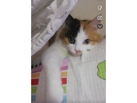 Kedi mi sahiplendiriyorum ücretsiz