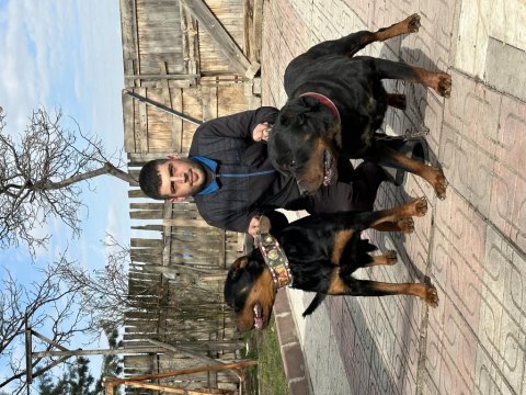 Erkek ve dişi macar rottweiler