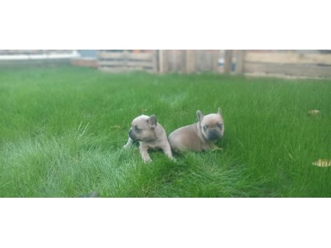 French bulldog yavrularımız