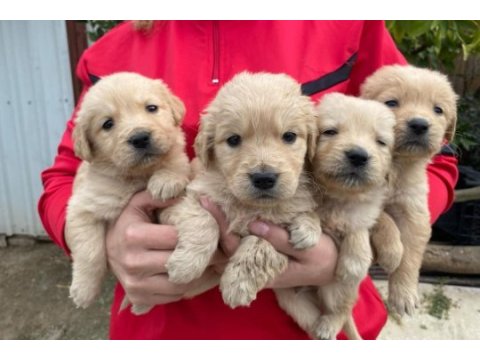 Orjinal golden retriever yavrular