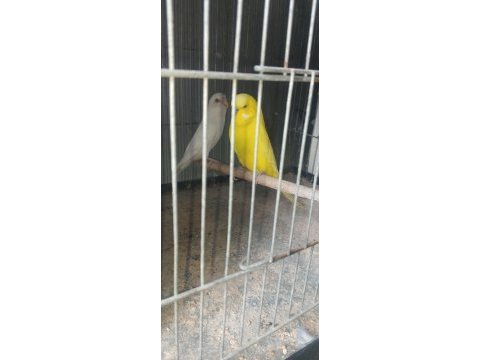 Takım muhabbet kuşları hazır eş
