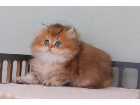Safkan british longhair erkek