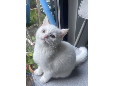 Oyuncu güzel british shorthair kız